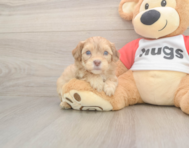 6 week old Cavapoo Puppy For Sale - Florida Fur Babies 6 week old Cavapoo Puppy For Sale - Florida Fur Babies
