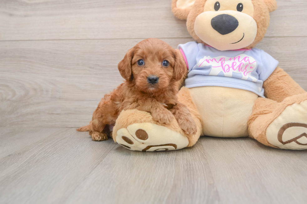 Cavapoo Pup Being Cute