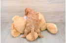Smart Cavapoo Poodle Mix Pup