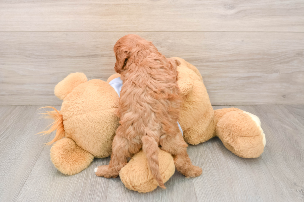 Smart Cavapoo Poodle Mix Pup