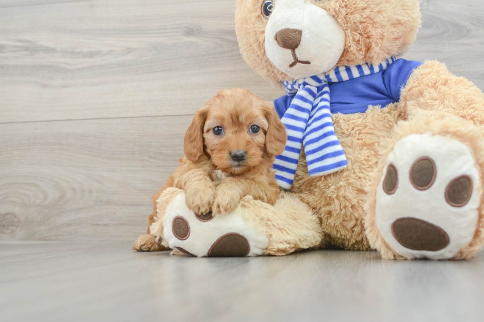 Energetic Cavoodle Poodle Mix Puppy