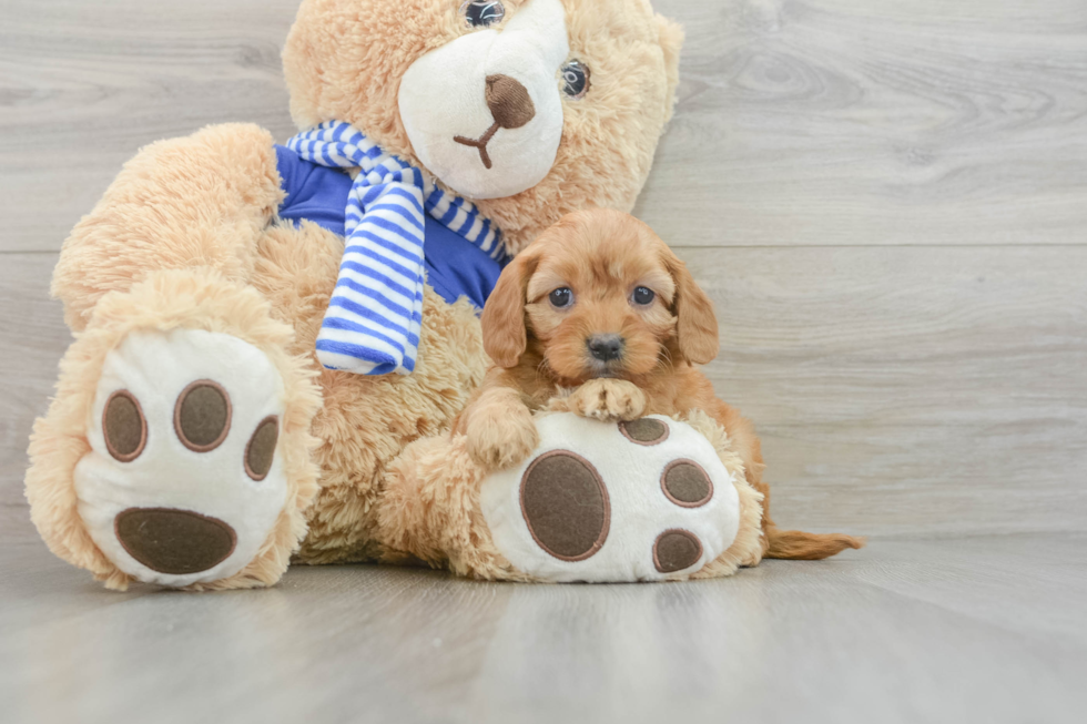 Little Cavipoo Poodle Mix Puppy