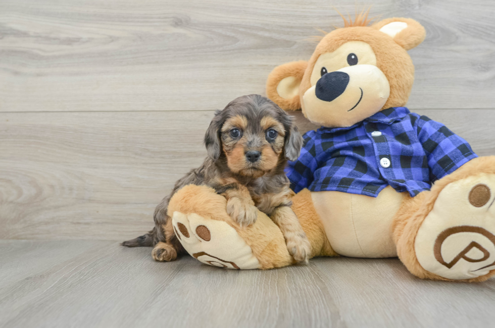 5 week old Cavapoo Puppy For Sale - Florida Fur Babies