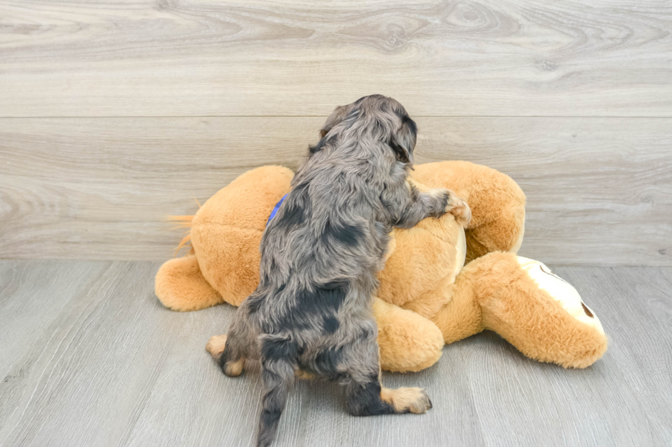 Best Cavapoo Baby