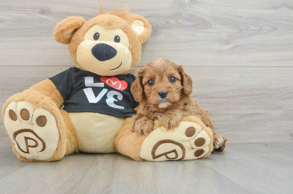 6 week old Cavapoo Puppy For Sale - Florida Fur Babies