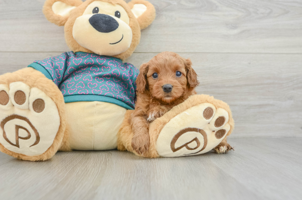 6 week old Cavapoo Puppy For Sale - Florida Fur Babies