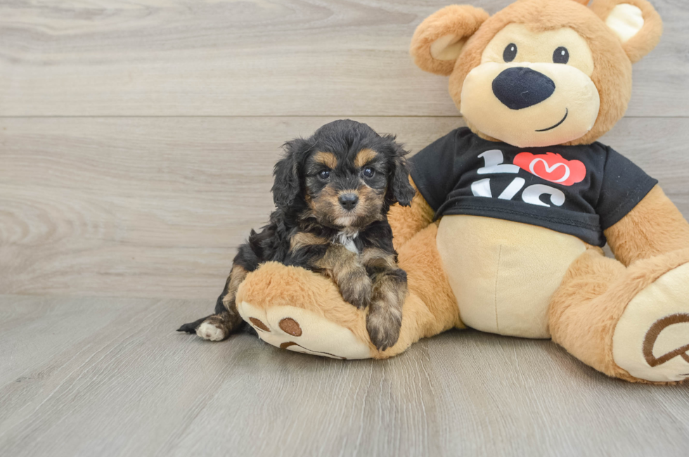 7 week old Cavapoo Puppy For Sale - Florida Fur Babies