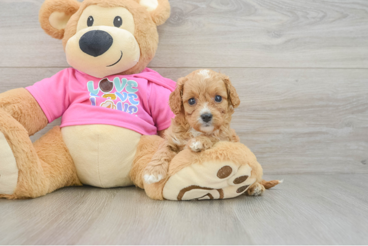 Cavapoo Pup Being Cute