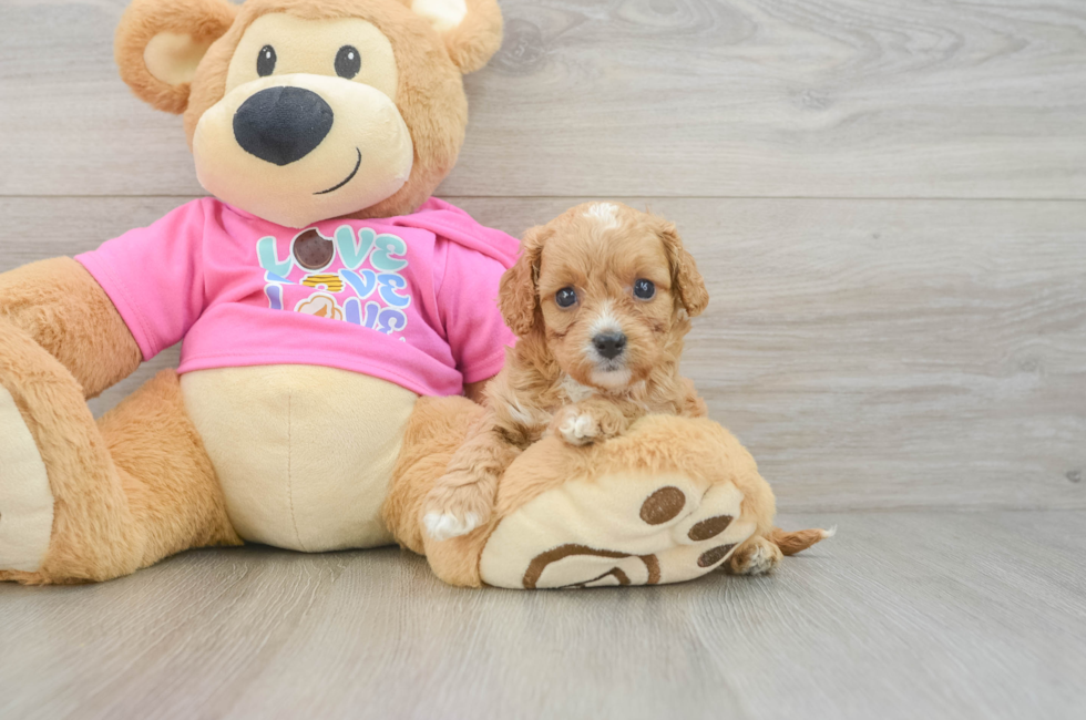 6 week old Cavapoo Puppy For Sale - Florida Fur Babies