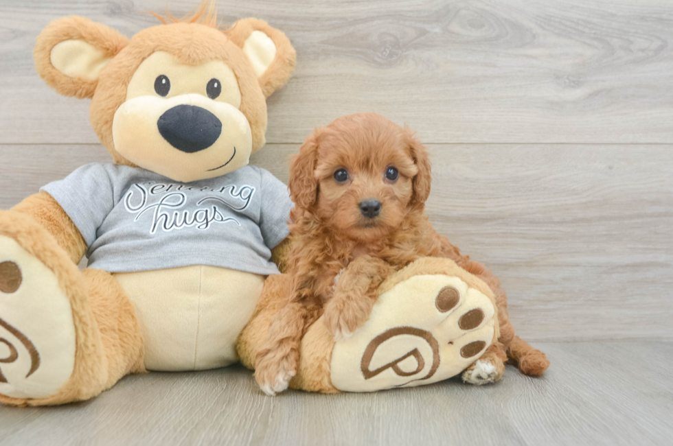 5 week old Cavapoo Puppy For Sale - Florida Fur Babies