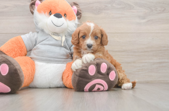 Cute Cavapoo Baby