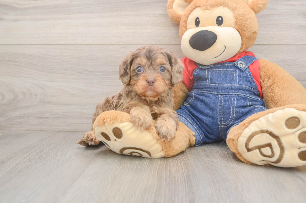 5 week old Cavapoo Puppy For Sale - Florida Fur Babies