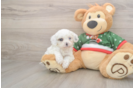 Cavapoo Puppy for Adoption