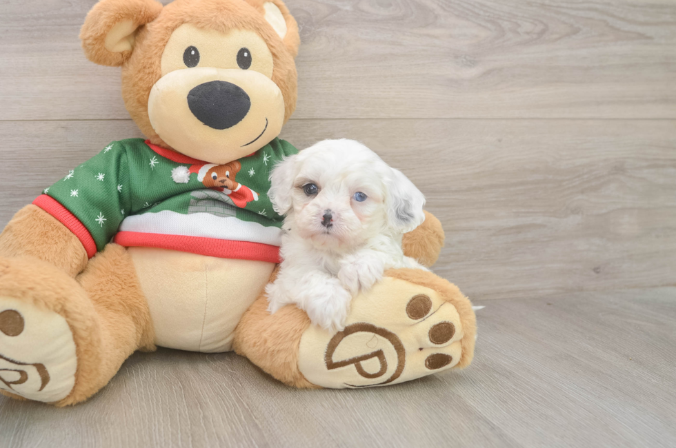 5 week old Cavapoo Puppy For Sale - Florida Fur Babies