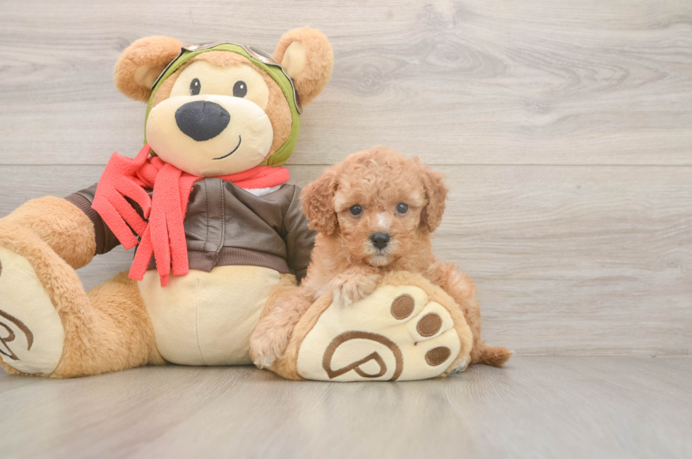 5 week old Cavapoo Puppy For Sale - Florida Fur Babies