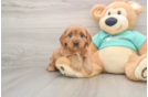 Cavapoo Pup Being Cute