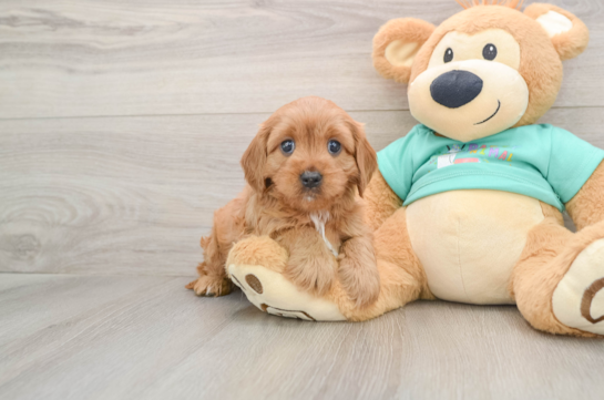 Cavapoo Pup Being Cute