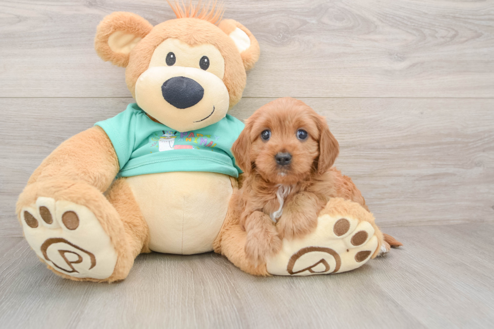 Funny Cavapoo Poodle Mix Pup