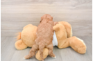 Friendly Cavapoo Baby