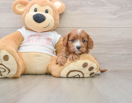 8 week old Cavapoo Puppy For Sale - Florida Fur Babies