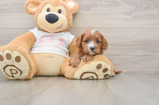 Popular Cavapoo Poodle Mix Pup