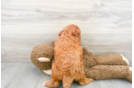 Meet Brinkley - our Cavapoo Puppy Photo 3/3 - Florida Fur Babies