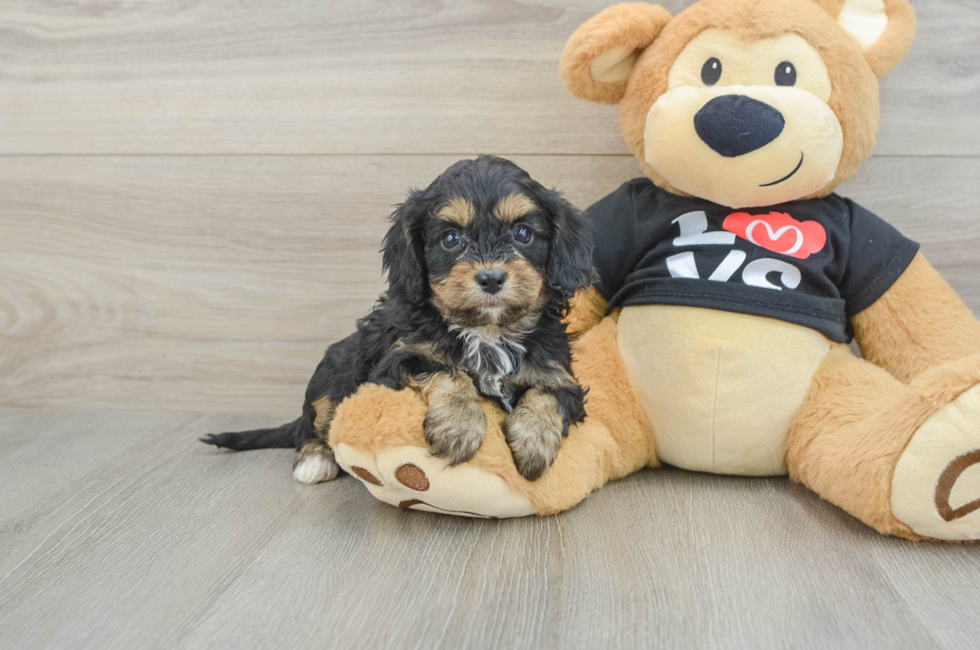 7 week old Cavapoo Puppy For Sale - Florida Fur Babies