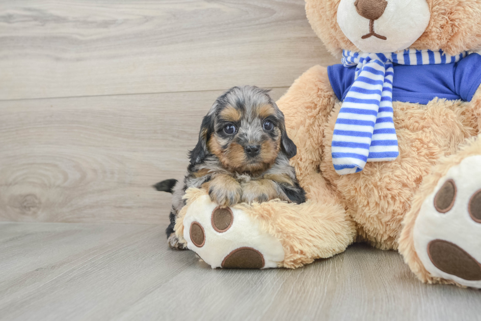 Hypoallergenic Cavadoodle Poodle Mix Puppy