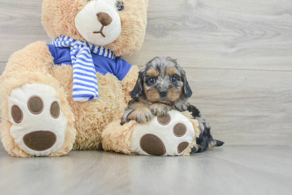 Happy Cavapoo Baby