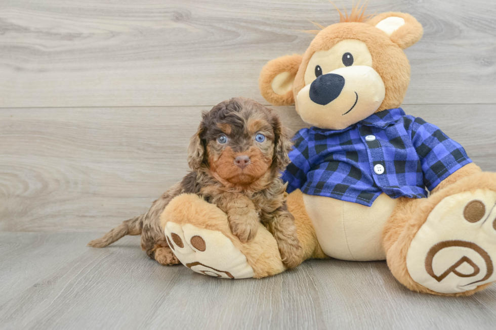 Fluffy Cavapoo Poodle Mix Pup