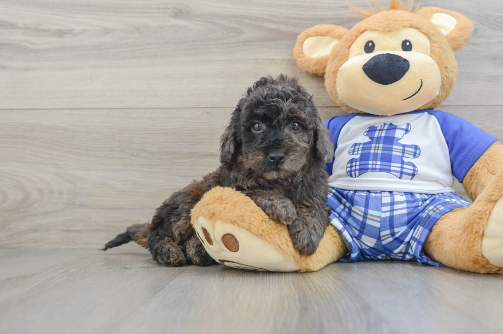 6 week old Cavapoo Puppy For Sale - Florida Fur Babies