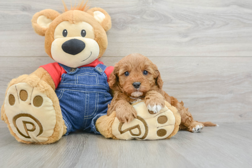 Cavapoo Pup Being Cute