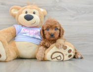 7 week old Cavapoo Puppy For Sale - Florida Fur Babies