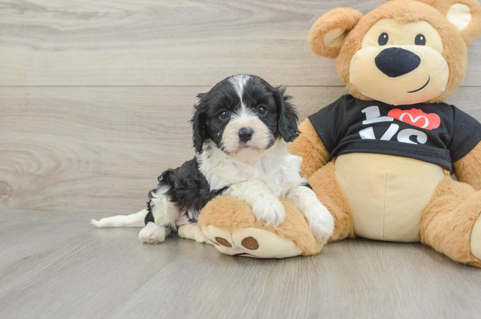 7 week old Cavapoo Puppy For Sale - Florida Fur Babies