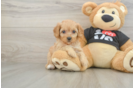 Cavapoo Pup Being Cute