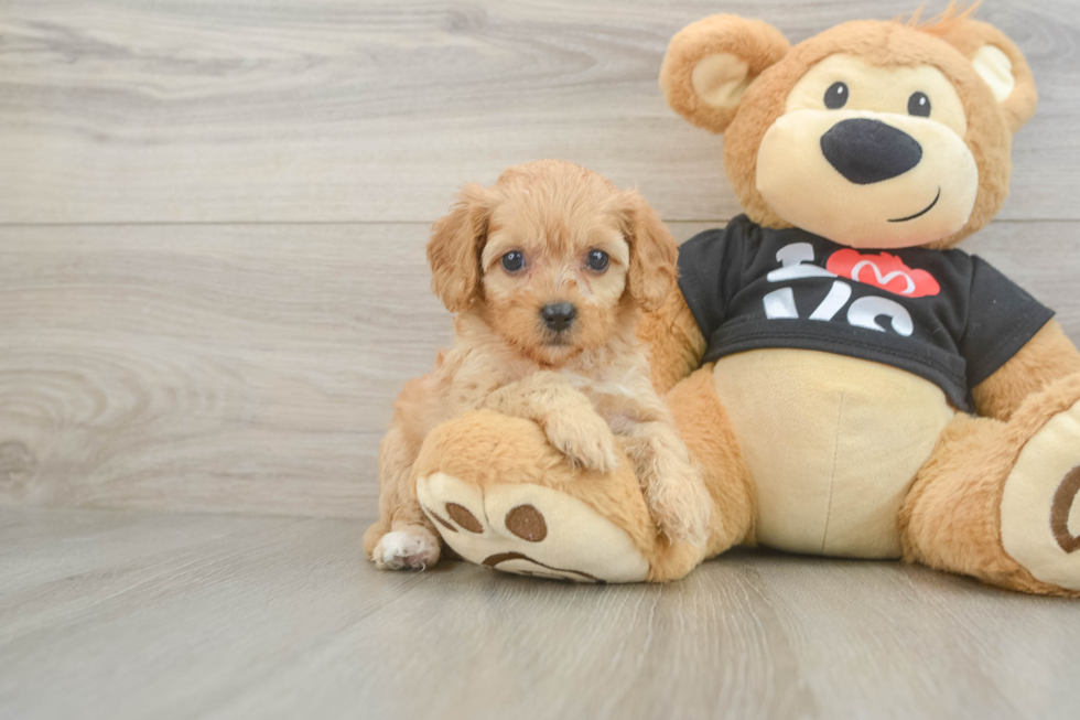 Cavapoo Pup Being Cute