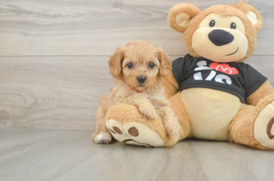 Cavapoo Pup Being Cute