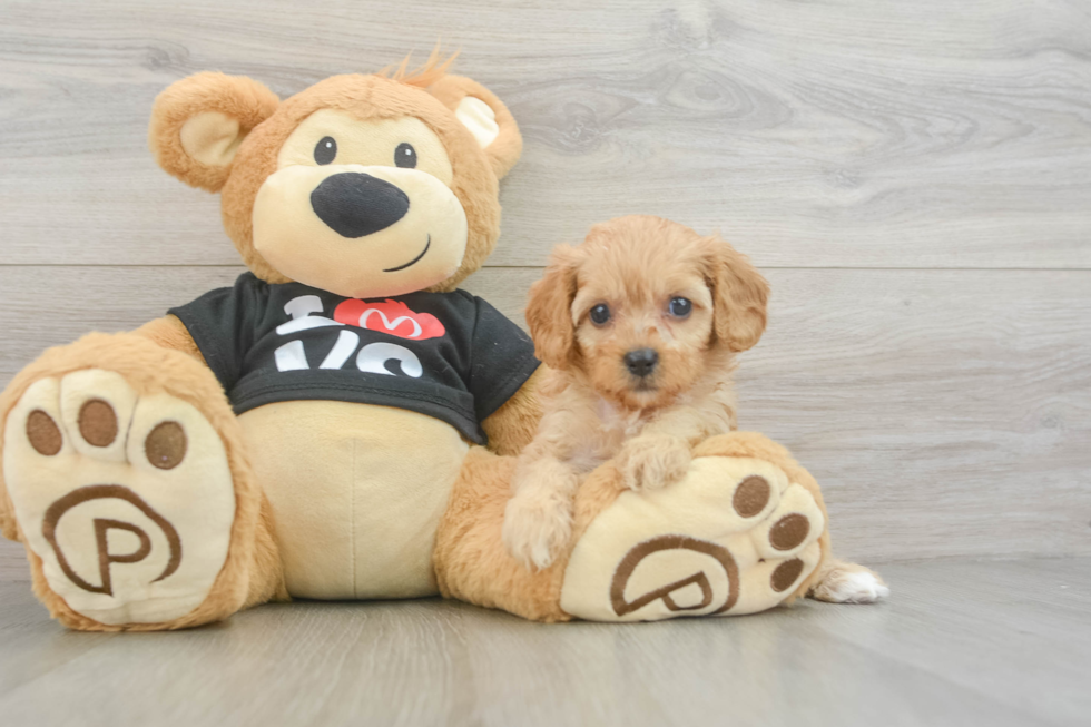 Fluffy Cavapoo Poodle Mix Pup