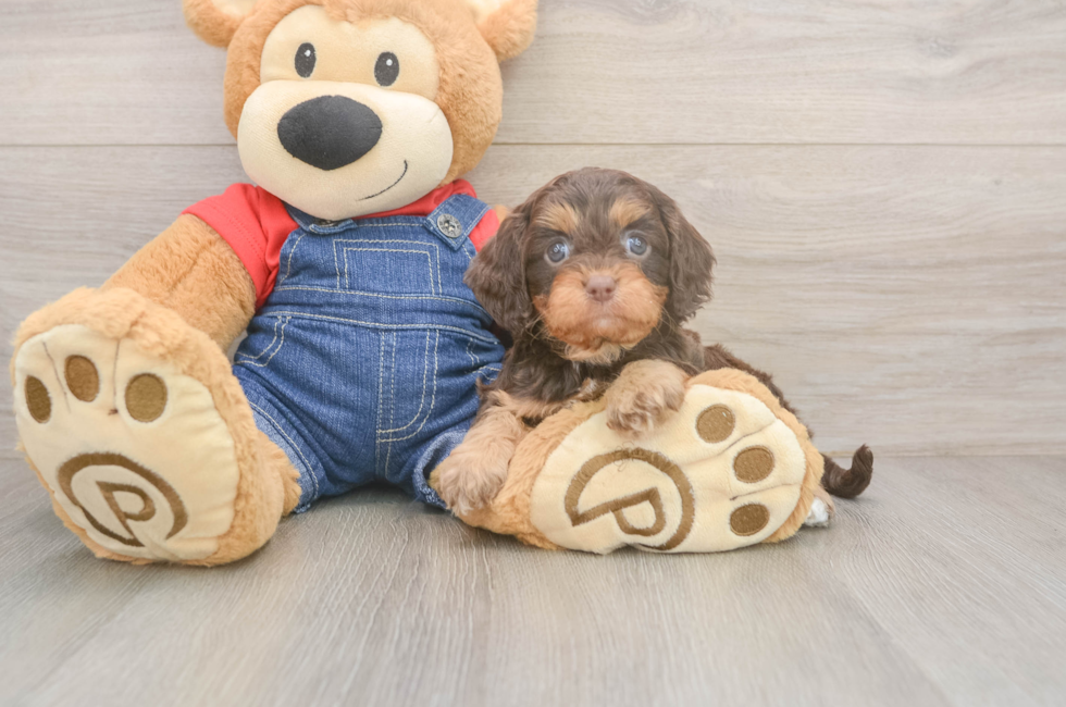 5 week old Cavapoo Puppy For Sale - Florida Fur Babies