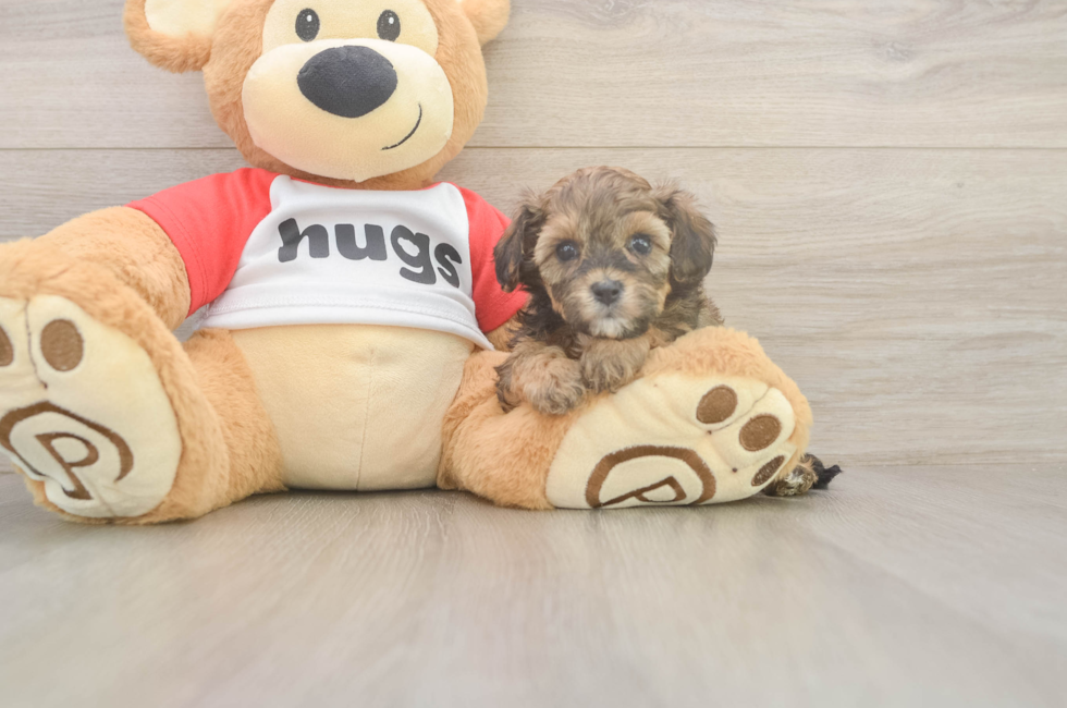 5 week old Cavapoo Puppy For Sale - Florida Fur Babies