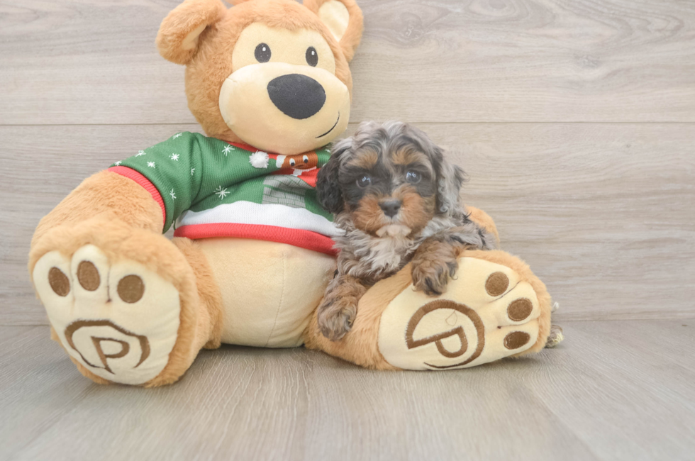 5 week old Cavapoo Puppy For Sale - Florida Fur Babies