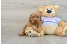 Cavapoo Puppy for Adoption