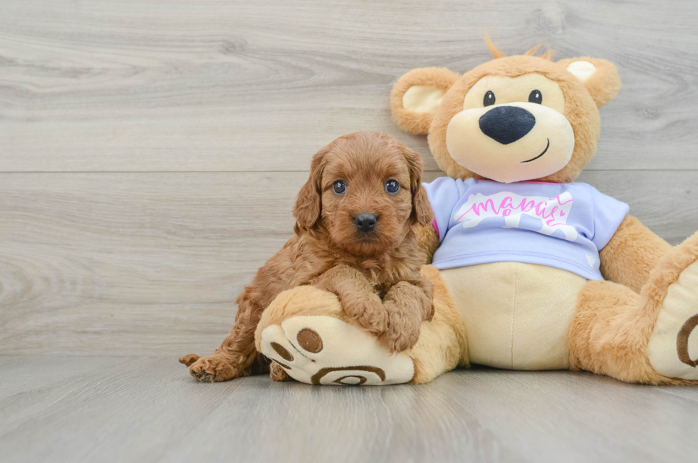 6 week old Cavapoo Puppy For Sale - Florida Fur Babies