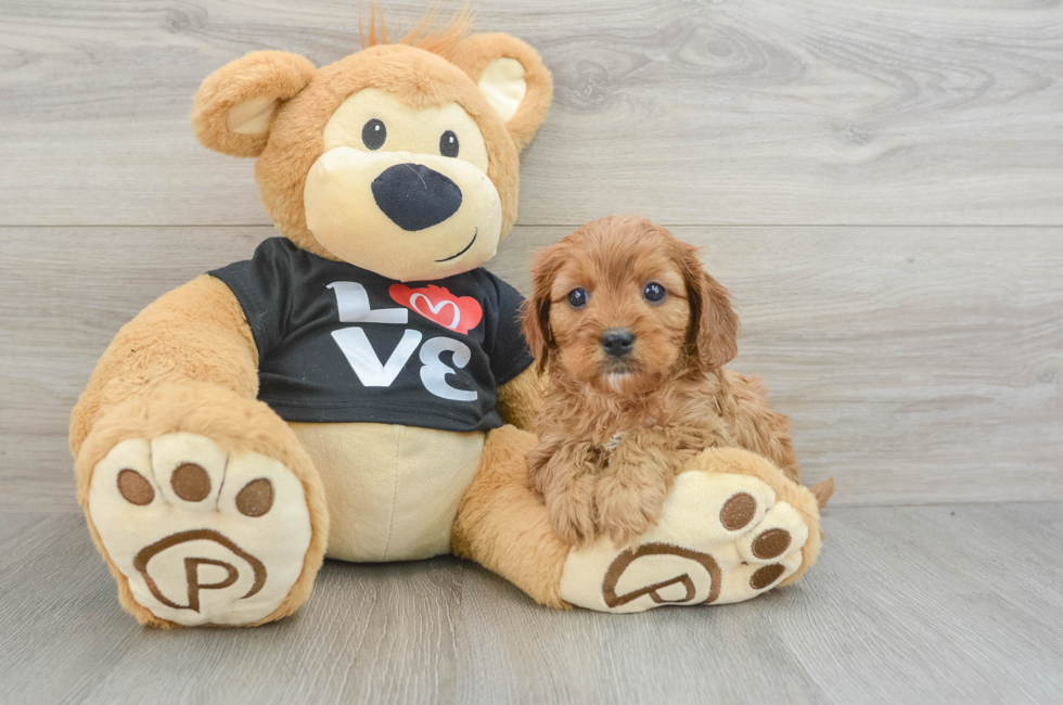 6 week old Cavapoo Puppy For Sale - Florida Fur Babies