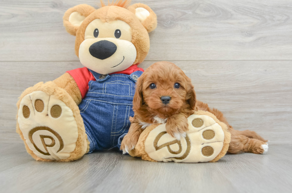 6 week old Cavapoo Puppy For Sale - Florida Fur Babies