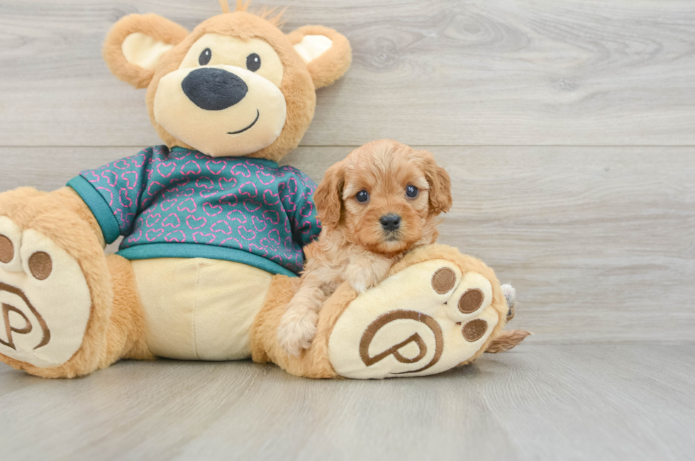 6 week old Cavapoo Puppy For Sale - Florida Fur Babies