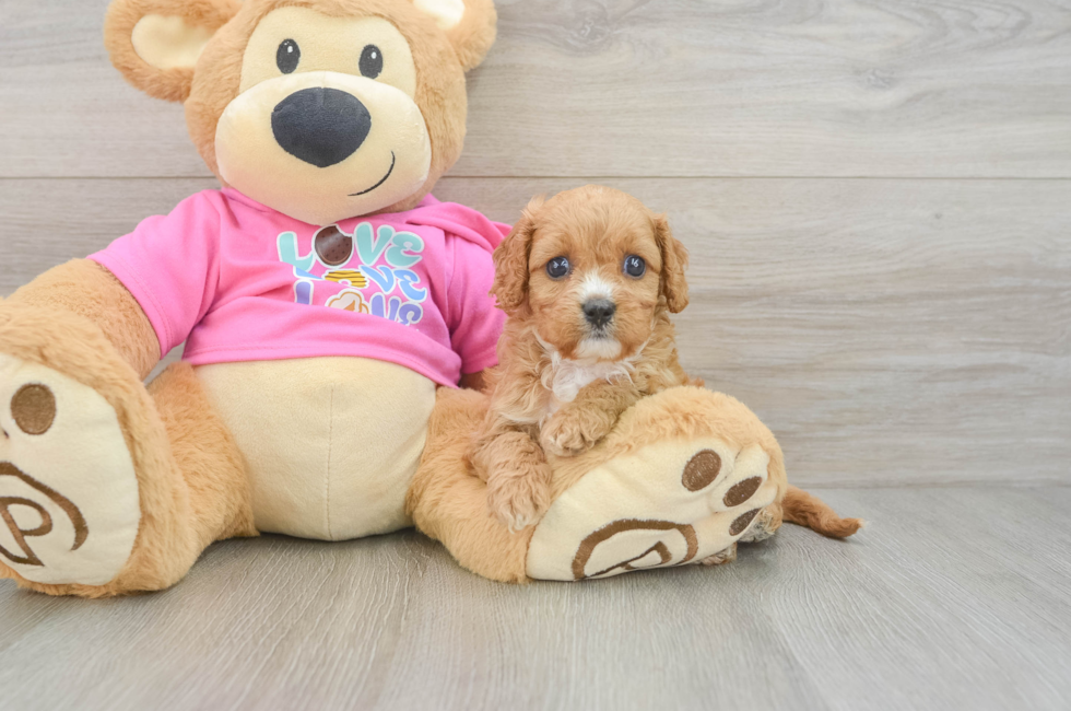 6 week old Cavapoo Puppy For Sale - Florida Fur Babies