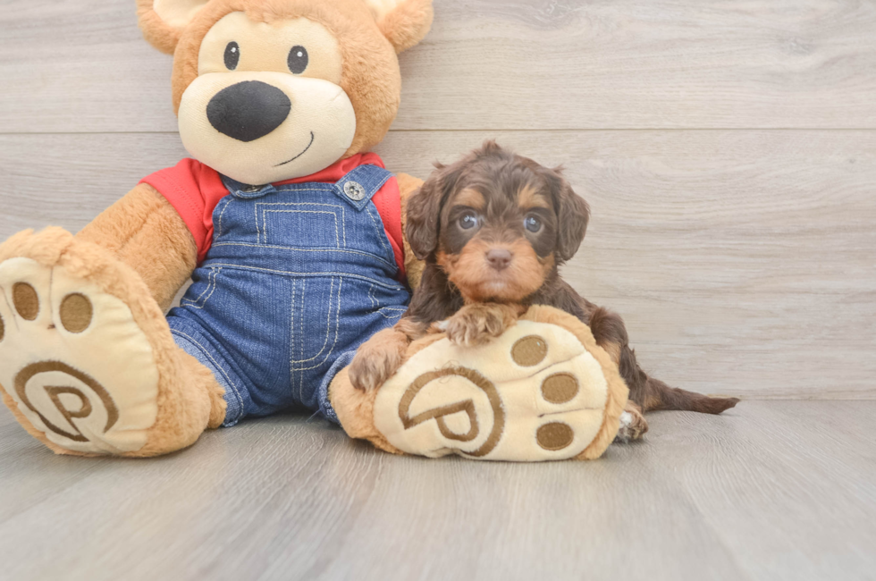 5 week old Cavapoo Puppy For Sale - Florida Fur Babies