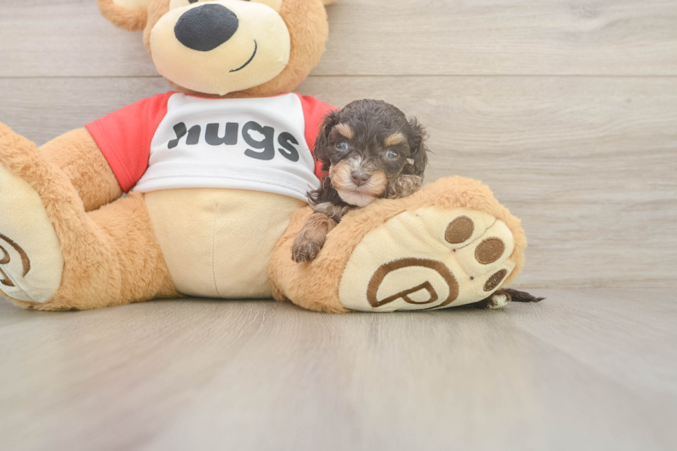 Best Cavapoo Baby