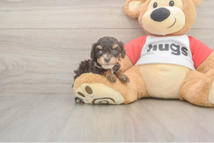 Funny Cavapoo Poodle Mix Pup